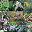 식물도감 이미지