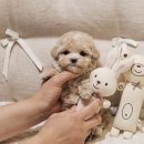 버디독 강아지분양 안심분양센터 서울 영등포점 이미지