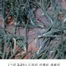 장일축산 | [양파]양파의 원산지와 종류, 성분 및 이용