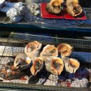 자랑하개 이미지