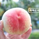종광농장 네이버블로그