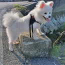 장군이켄넬 이미지