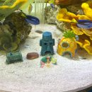 젤리피쉬 | [ 코엑스 아쿠아리움 ] 요즘 핫한 스폰지밥 콜라보 젤리피쉬 어드벤처 후기 입장권 꿀팁 스탬프존