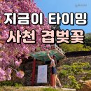 청룡사 | 사천 겹벚꽃 청룡사｜실시간 개화 상황 포토존 후기