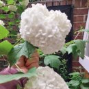 명동보리밥과 코다리 이미지