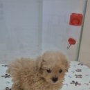 퍼피말론 강아지분양 울산점 이미지