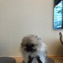 도그 윤 이미지