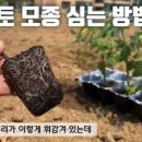 방울토마토심는시기 토마토심는시기와 같지만 방울토마토 심기 이미지