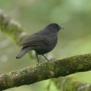 보르네오 섬의 새12 - Bornean Whistling Thrush 이미지