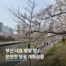 온천천일대1 | 부산 벚꽃 명소 온천천 실시간 개화 상황 카페거리 주차 꿀팁