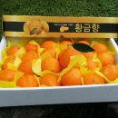 황금향 이미지