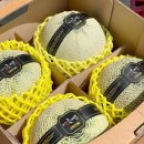 다름 과일 이미지