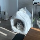 3월의 용산 (LOFA Seoul, 왓어브레드)