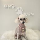 어서와 댕댕아 이미지