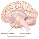 Re: Neural circuits regulating visceral pain - 과민성장증후군 복통... 이미지