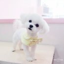 유진펫 살롱 이미지