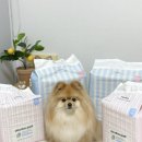 흡수력 좋은 강아지 배변패드 리카리카 두두패드