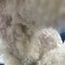 견공간샵 이미지