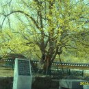 산수유축제장 이미지