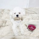 졸리멍
