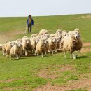 동양목초 이미지