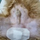 하안동물병원 이미지