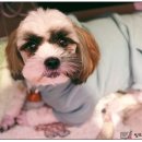 방학동물외과센터 이미지