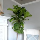 행복나무인테리어 이미지