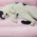 [고양이용품]고양이베드/핑크공주풍침대/달콤쏭 쁘띠펫!