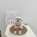 댕로하 | 노령견 말티즈 알레르기 없는 사료랑 간식 내 돈 내산 추천