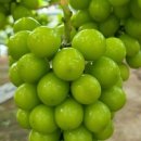 하동군농업기술센터 이미지