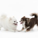 플레이 바우 이미지