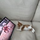 담이다