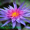 폭스파이어 열대수련(FOXFIRE Annual Water Lily) 이미지