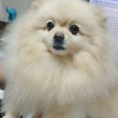 제갈견 동물병원 이미지