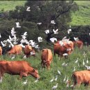 수정목장 이미지