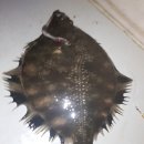 화성락실내바다낚시터 이미지