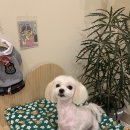 헤이제니 이미지