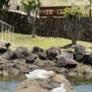 은혜사슴목장 | &lt;2024 JEJU&gt; Day 2 (새별프렌즈, 애월은혜전복, 썬셋클리프, 애월 카페거리,새별오름, 작산 애월 흑돼지)