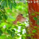 참새와 허수아비 이미지