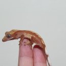 인터렙타일 이미지