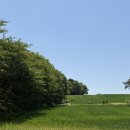 당진시 대덕로 21 | | 충남 당진 | 청보리밭 카페 피어라 실시간 후기