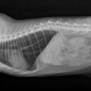 24시 글로리 동물병원 이미지