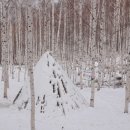 원대리 자작나무숲 이미지