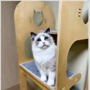 Fall in Rags 이미지