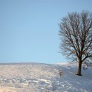 유기택「나무」 이미지