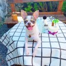 제주댕댕스푼 이미지