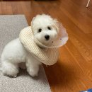 강아지분양 K PUPPY 청담점 | 반기 일상