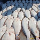 로드짐 군산점 | 대광어 다운샷 준비물 총정리 !!