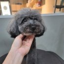 감성그루밍 이미지